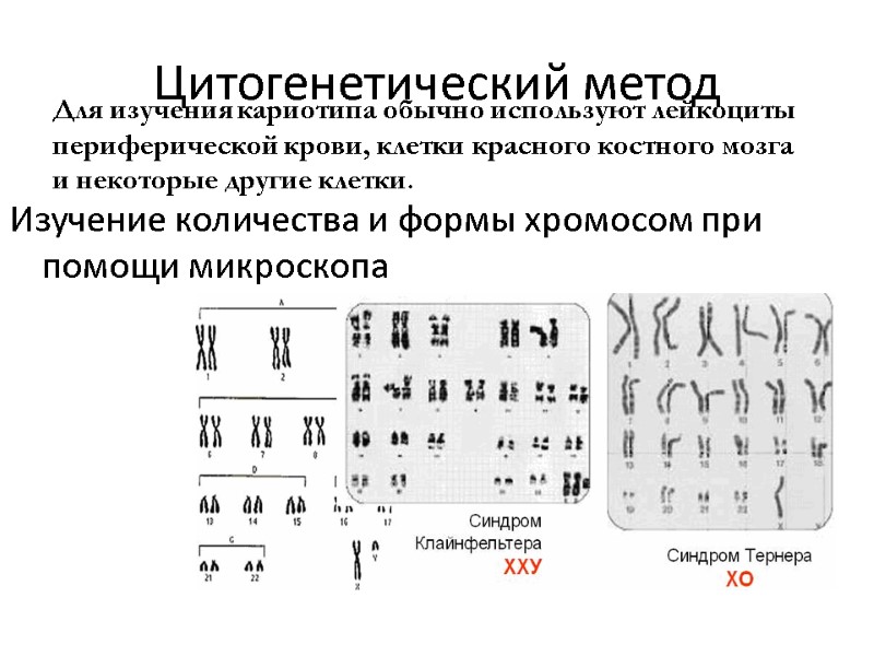Цитогенетический метод Изучение количества и формы хромосом при помощи микроскопа Для изучения кариотипа обычно